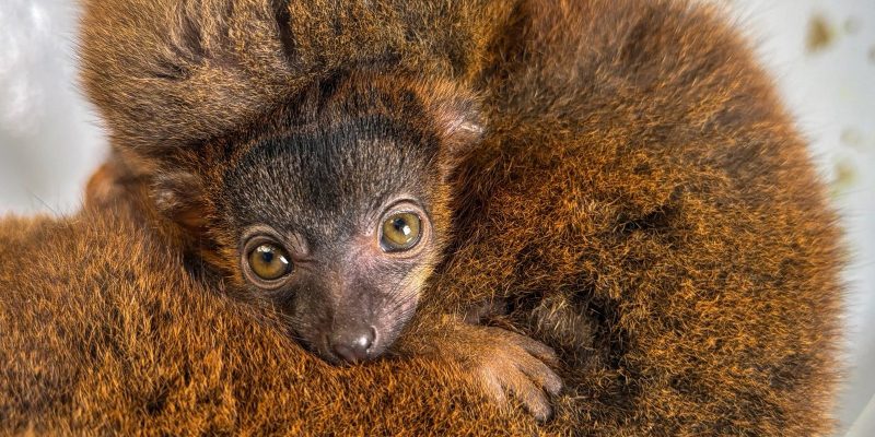 A red-collared brown lemur infant with large amber eyes peers out from between the arms of its russet-furred mother.
