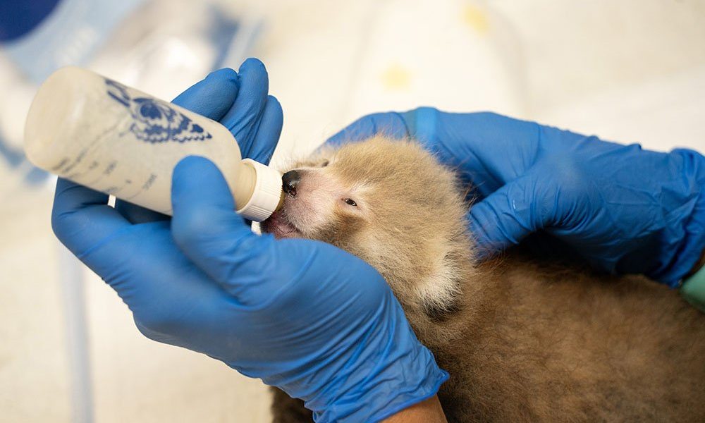 A keeper in blue gloves holds a bottle to the mouth of a young hand-reared red panda cub.