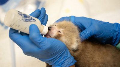 A keeper in blue gloves holds a bottle to the mouth of a young hand-reared red panda cub.