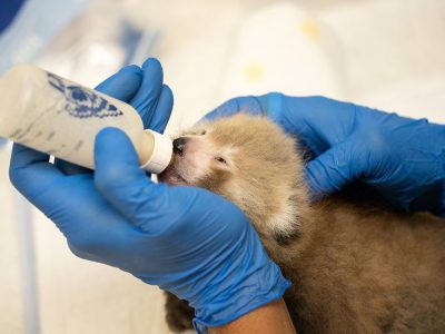 A keeper in blue gloves holds a bottle to the mouth of a young hand-reared red panda cub.