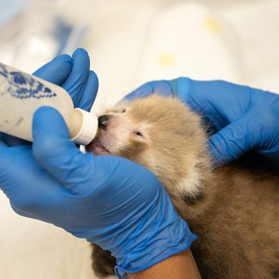 A keeper in blue gloves holds a bottle to the mouth of a young hand-reared red panda cub.
