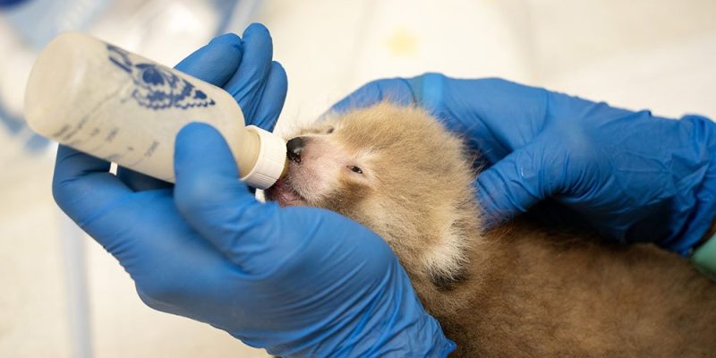A keeper in blue gloves holds a bottle to the mouth of a young hand-reared red panda cub.