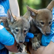 Two red wolf pups with tan and grey coats are held by staff in blue Tallahassee Museum shirts and gloves.