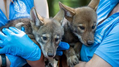 Two red wolf pups with tan and grey coats are held by staff in blue Tallahassee Museum shirts and gloves.