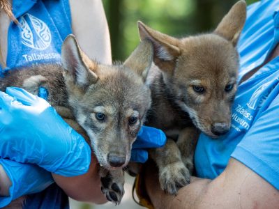 Two red wolf pups with tan and grey coats are held by staff in blue Tallahassee Museum shirts and gloves.
