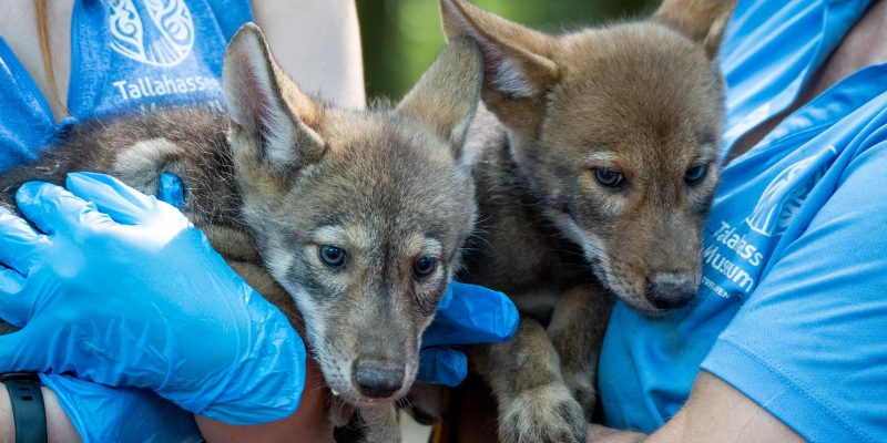 Two red wolf pups with tan and grey coats are held by staff in blue Tallahassee Museum shirts and gloves.
