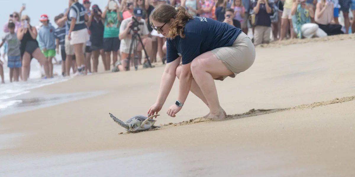 An aquarium staff member crouches on wet sand guiding a small sea turtle toward the surf while a crowd watches from the beach behind.