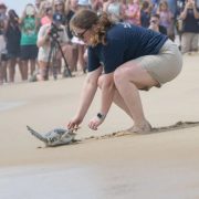 An aquarium staff member crouches on wet sand guiding a small sea turtle toward the surf while a crowd watches from the beach behind.