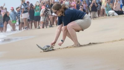 An aquarium staff member crouches on wet sand guiding a small sea turtle toward the surf while a crowd watches from the beach behind.