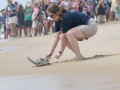 An aquarium staff member crouches on wet sand guiding a small sea turtle toward the surf while a crowd watches from the beach behind.
