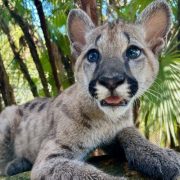 A young puma kitten with blue eyes and faint spots lies on a mossy rock in front of palm fronds.