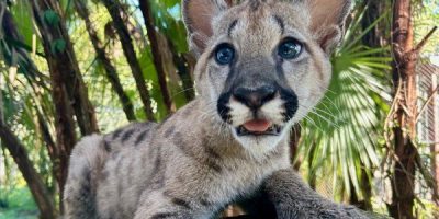 A young puma kitten with blue eyes and faint spots lies on a mossy rock in front of palm fronds.