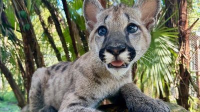 A young puma kitten with blue eyes and faint spots lies on a mossy rock in front of palm fronds.