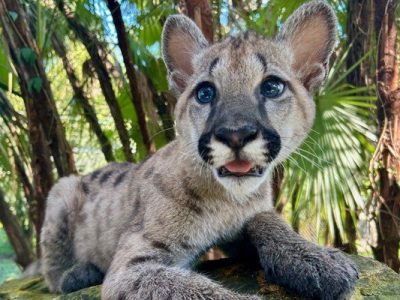 A young puma kitten with blue eyes and faint spots lies on a mossy rock in front of palm fronds.