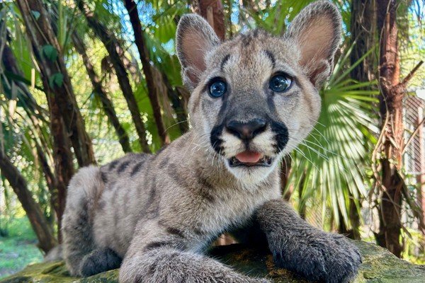 A young puma kitten with blue eyes and faint spots lies on a mossy rock in front of palm fronds.
