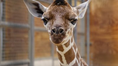 A newborn reticulated giraffe calf looks straight at the camera inside a barn stall, ears out and dark tuft standing up.