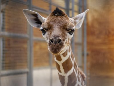 A newborn reticulated giraffe calf looks straight at the camera inside a barn stall, ears out and dark tuft standing up.