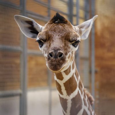 A newborn reticulated giraffe calf looks straight at the camera inside a barn stall, ears out and dark tuft standing up.