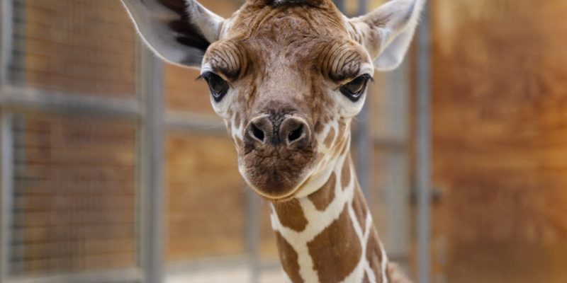 A newborn reticulated giraffe calf looks straight at the camera inside a barn stall, ears out and dark tuft standing up.