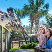 A reticulated giraffe leans over a fence to take a leaf from a young child held by an adult, palm trees behind them.
