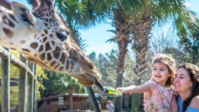 A reticulated giraffe leans over a fence to take a leaf from a young child held by an adult, palm trees behind them.