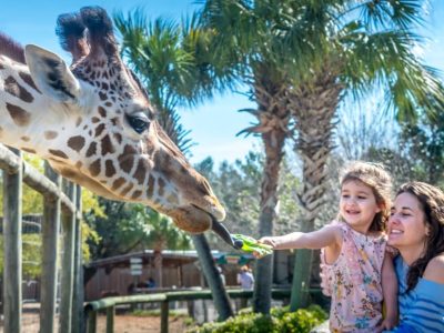 A reticulated giraffe leans over a fence to take a leaf from a young child held by an adult, palm trees behind them.