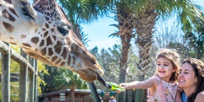 A reticulated giraffe leans over a fence to take a leaf from a young child held by an adult, palm trees behind them.
