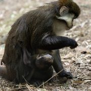 An adult Schmidt's guenon sits on leaf litter at Zoo Atlanta while her dark-furred newborn infant clings underneath her.