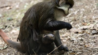 An adult Schmidt's guenon sits on leaf litter at Zoo Atlanta while her dark-furred newborn infant clings underneath her.