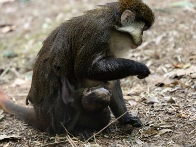 An adult Schmidt's guenon sits on leaf litter at Zoo Atlanta while her dark-furred newborn infant clings underneath her.