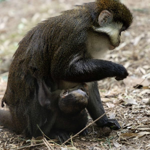 An adult Schmidt's guenon sits on leaf litter at Zoo Atlanta while her dark-furred newborn infant clings underneath her.