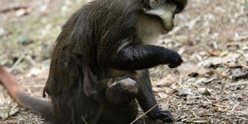 An adult Schmidt's guenon sits on leaf litter at Zoo Atlanta while her dark-furred newborn infant clings underneath her.