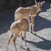 Three young scimitar-horned oryx calves stand together on sandy ground in their habitat.