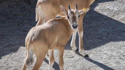 Three young scimitar-horned oryx calves stand together on sandy ground in their habitat.