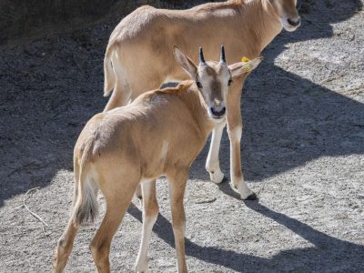 Three young scimitar-horned oryx calves stand together on sandy ground in their habitat.