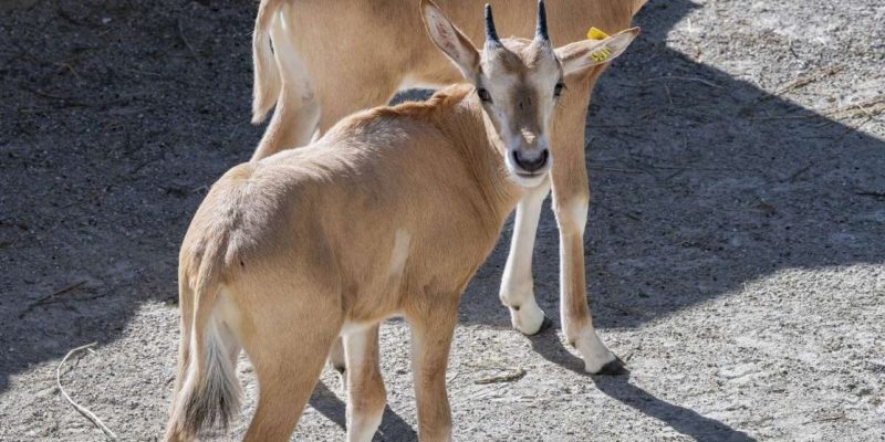 Three young scimitar-horned oryx calves stand together on sandy ground in their habitat.