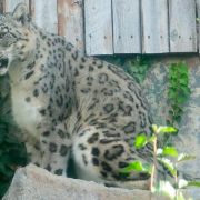 Sabu, a snow leopard with pale grey rosette-patterned fur, sits on a rock beside ivy and a weathered wooden fence in his habitat at Zoo Boise.