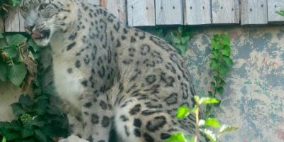 Sabu, a snow leopard with pale grey rosette-patterned fur, sits on a rock beside ivy and a weathered wooden fence in his habitat at Zoo Boise.