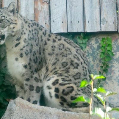 Sabu, a snow leopard with pale grey rosette-patterned fur, sits on a rock beside ivy and a weathered wooden fence in his habitat at Zoo Boise.