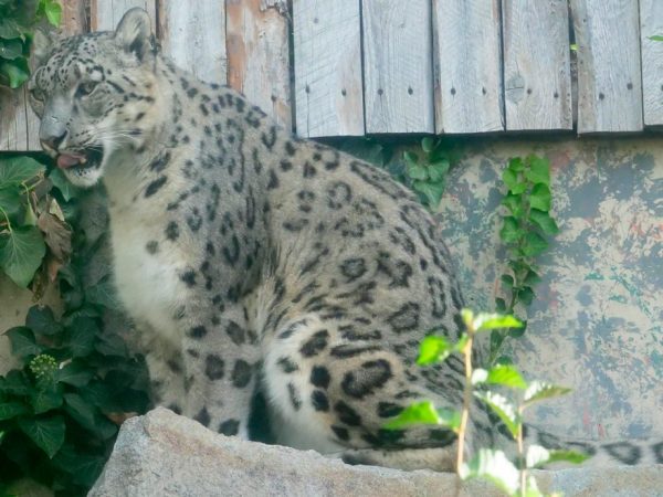 Sabu, a snow leopard with pale grey rosette-patterned fur, sits on a rock beside ivy and a weathered wooden fence in his habitat at Zoo Boise.