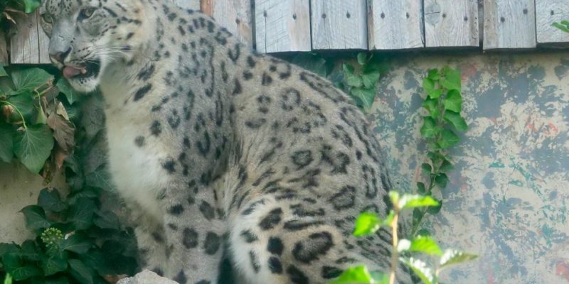 Sabu, a snow leopard with pale grey rosette-patterned fur, sits on a rock beside ivy and a weathered wooden fence in his habitat at Zoo Boise.