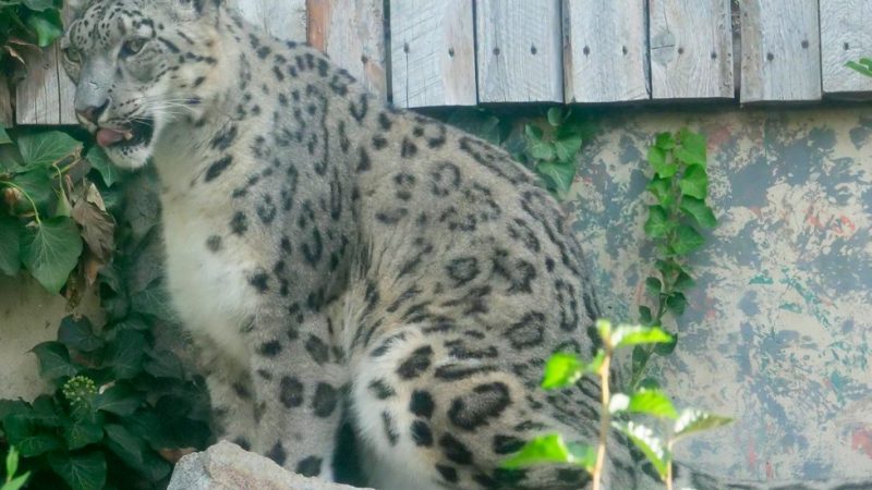 Sabu, a snow leopard with pale grey rosette-patterned fur, sits on a rock beside ivy and a weathered wooden fence in his habitat at Zoo Boise.