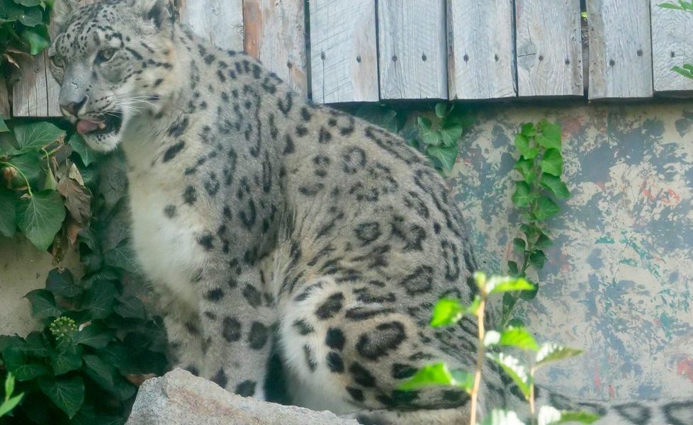 Sabu, a snow leopard with pale grey rosette-patterned fur, sits on a rock beside ivy and a weathered wooden fence in his habitat at Zoo Boise.