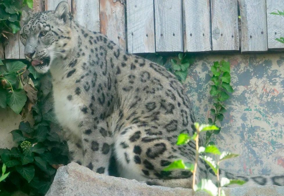 Sabu, a snow leopard with pale grey rosette-patterned fur, sits on a rock beside ivy and a weathered wooden fence in his habitat at Zoo Boise.