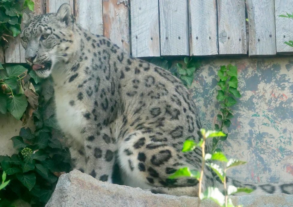 Sabu, a snow leopard with pale grey rosette-patterned fur, sits on a rock beside ivy and a weathered wooden fence in his habitat at Zoo Boise.