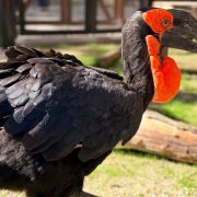 Toogle, a southern ground hornbill with black plumage, a heavy curved bill and a bright red throat pouch, stands on grass in his habitat at Zoo Boise.