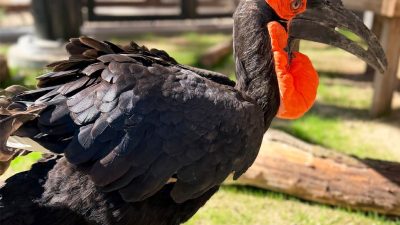 Toogle, a southern ground hornbill with black plumage, a heavy curved bill and a bright red throat pouch, stands on grass in his habitat at Zoo Boise.