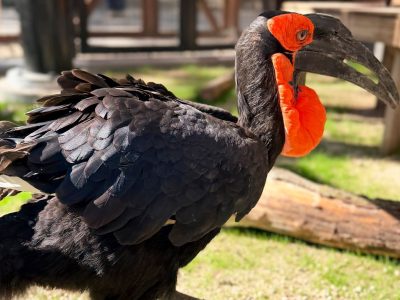 Toogle, a southern ground hornbill with black plumage, a heavy curved bill and a bright red throat pouch, stands on grass in his habitat at Zoo Boise.