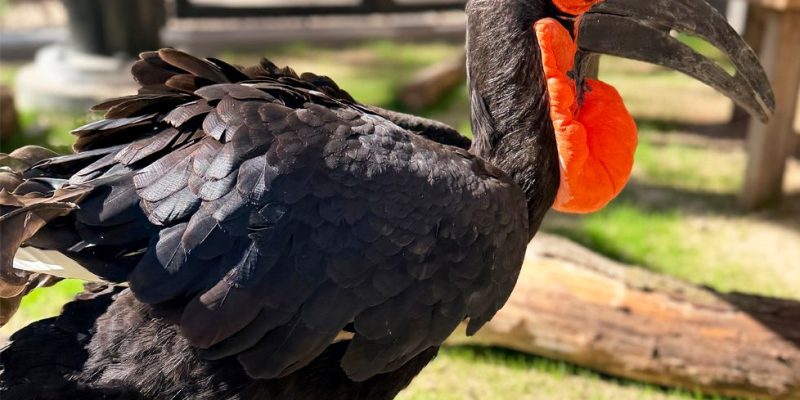 Toogle, a southern ground hornbill with black plumage, a heavy curved bill and a bright red throat pouch, stands on grass in his habitat at Zoo Boise.