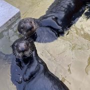 Two southern sea otters float side by side at the surface of a pool, both looking up toward the camera.